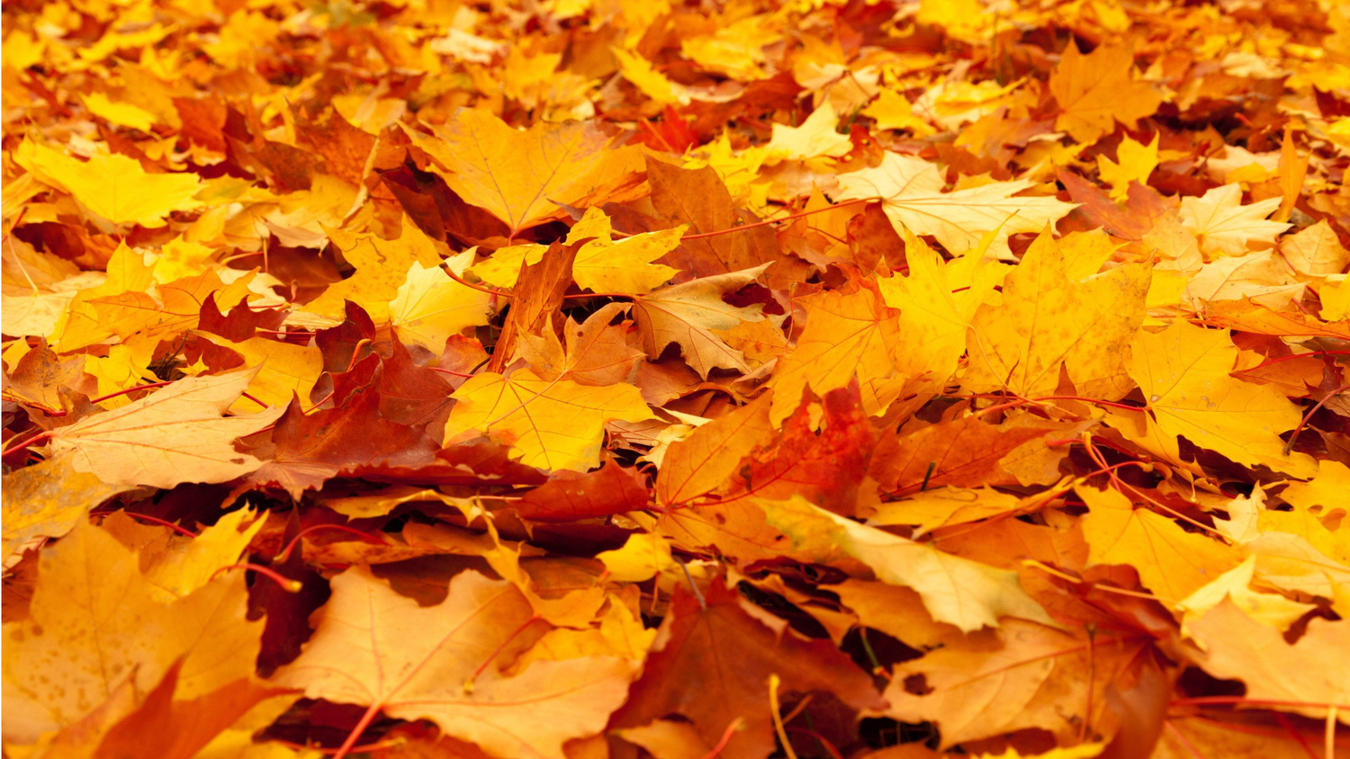 Seasonal Scents