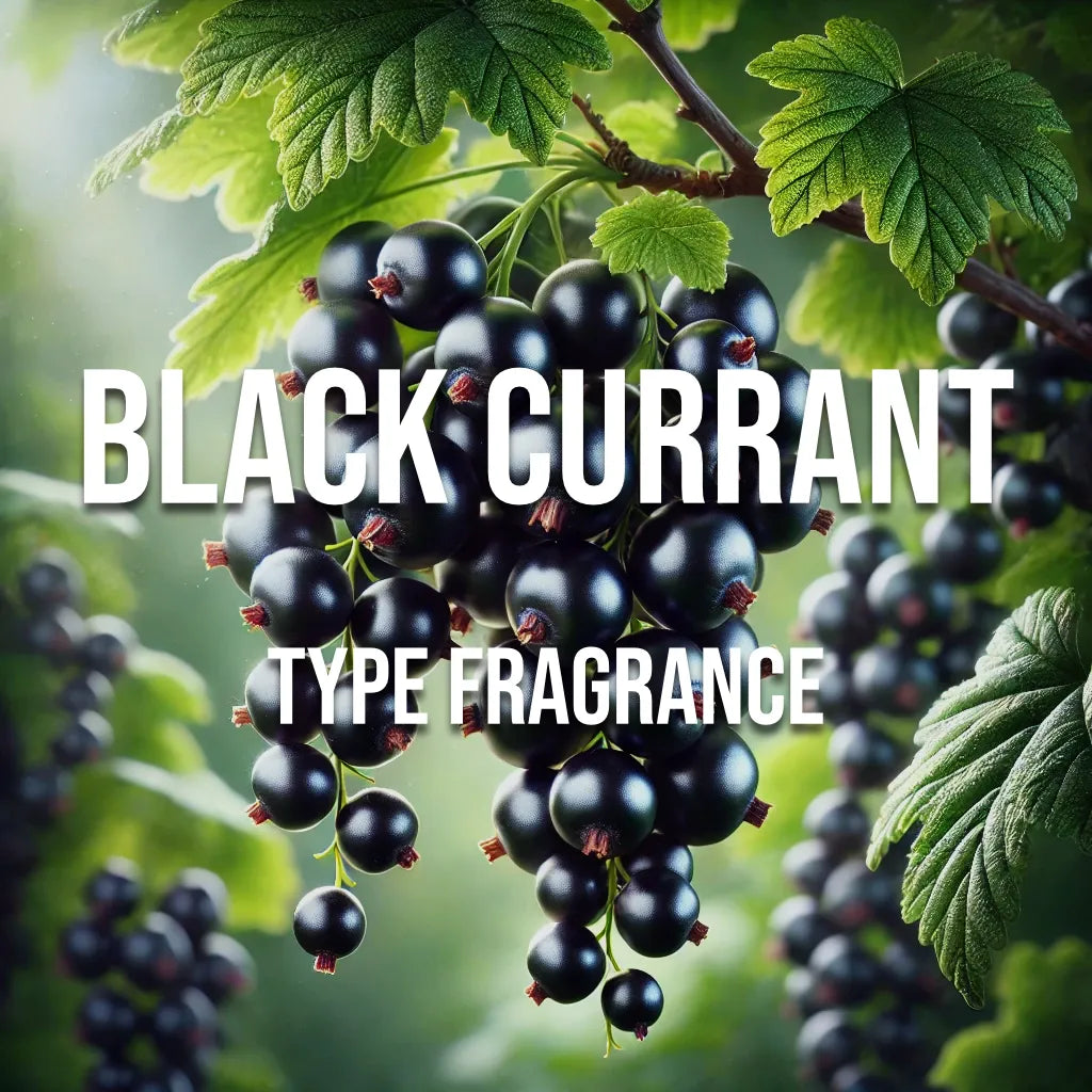 Black Currant Type Fragrance - World of Aromas