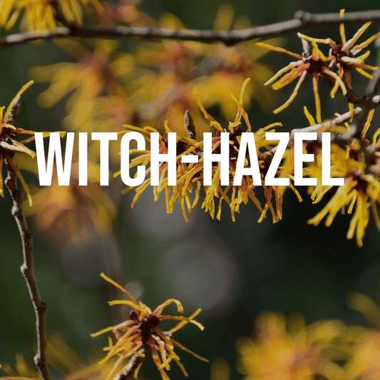 Witch Hazel - World of Aromas