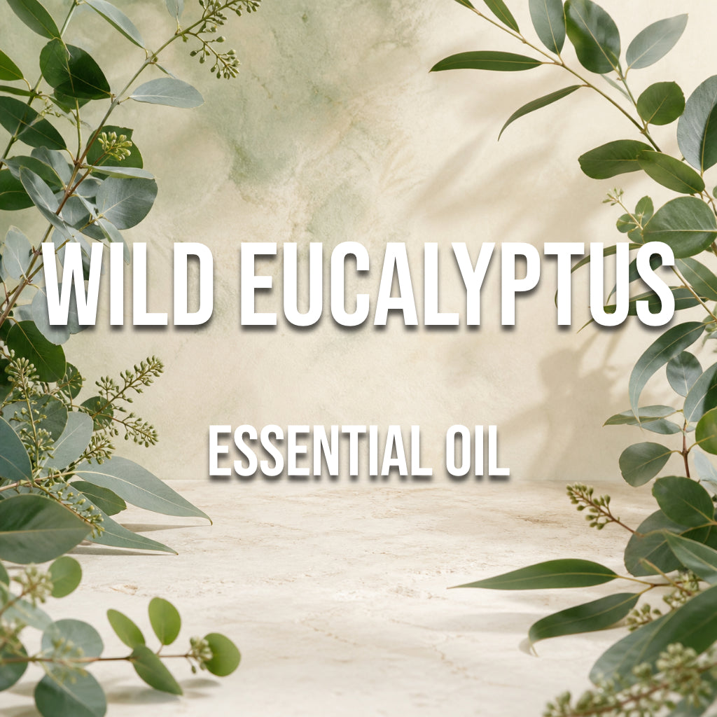 Wild Eucalyptus Essential Oil - World of Aromas