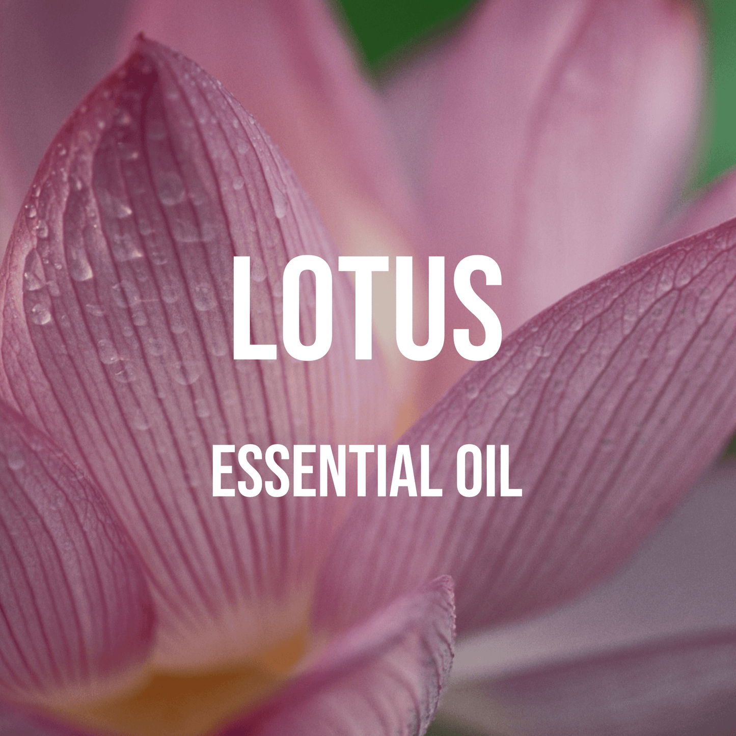 Lotus Essential Oil - World of Aromas