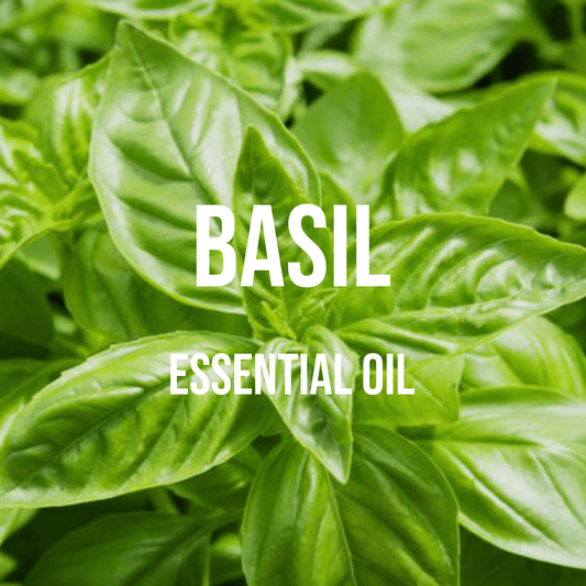 Basil (Sweet) Essential Oil - World of Aromas