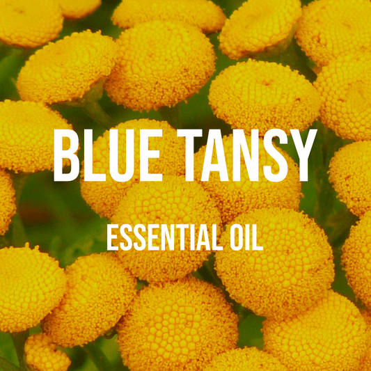 Blue Tansy Essential Oil - World of Aromas