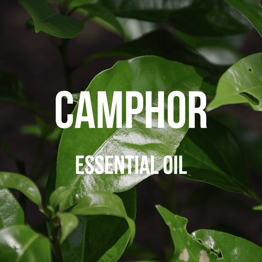 Camphor Essential Oil - World of Aromas