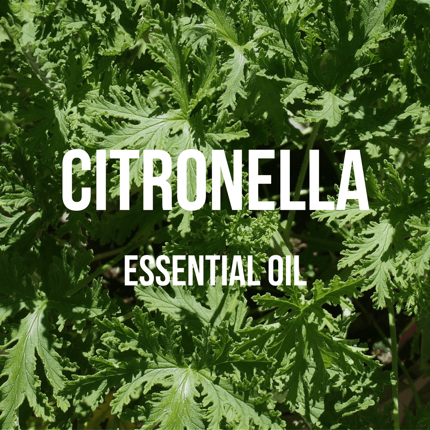 Citronella Essential Oil - World of Aromas