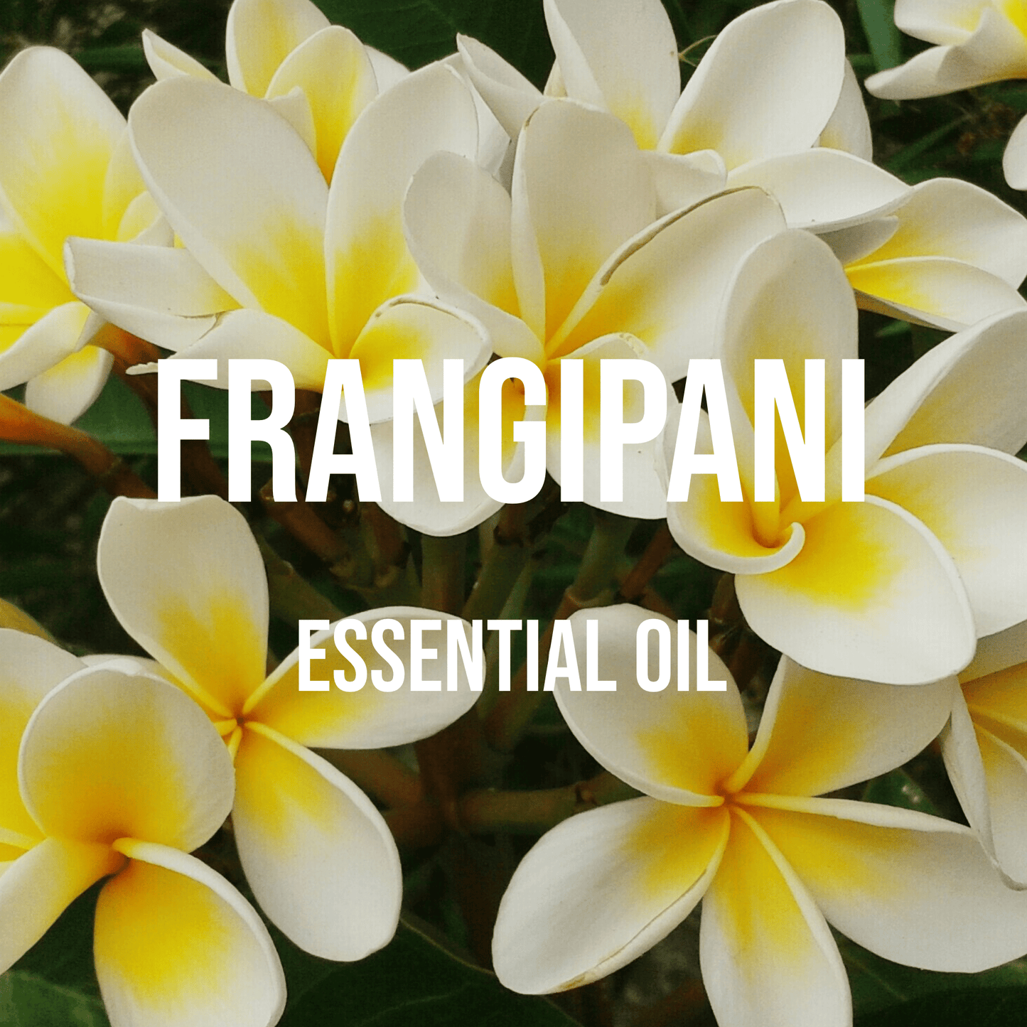 Frangipani (Plumeria) Essential Oil - World of Aromas