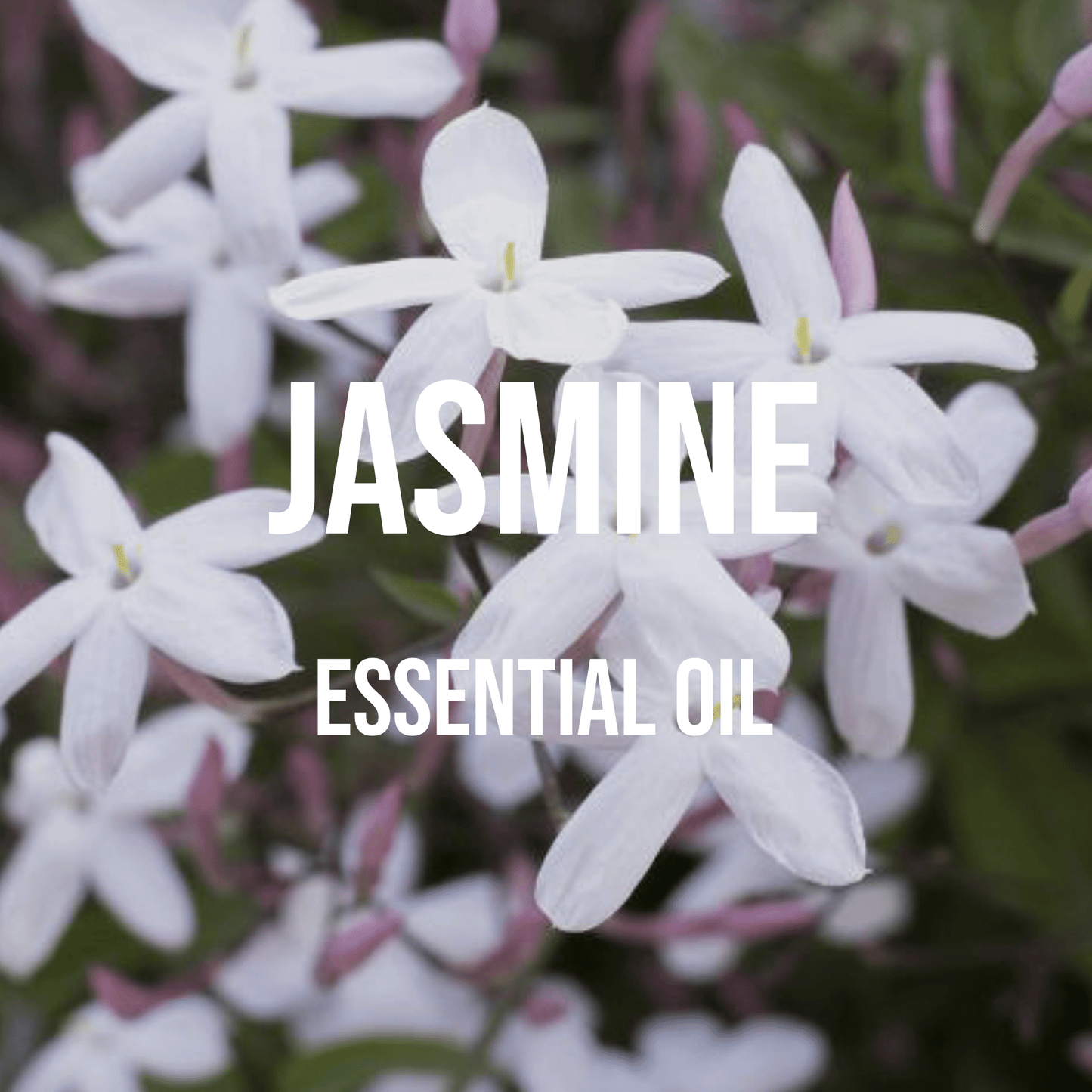 Jasmine Essential Oil - World of Aromas