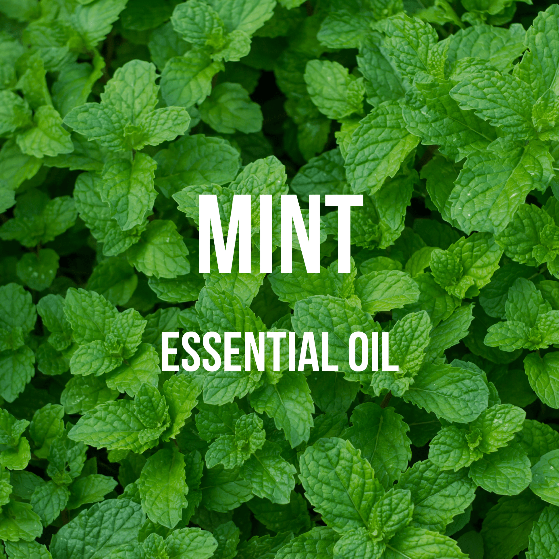 Mint Essential Oil - World of Aromas