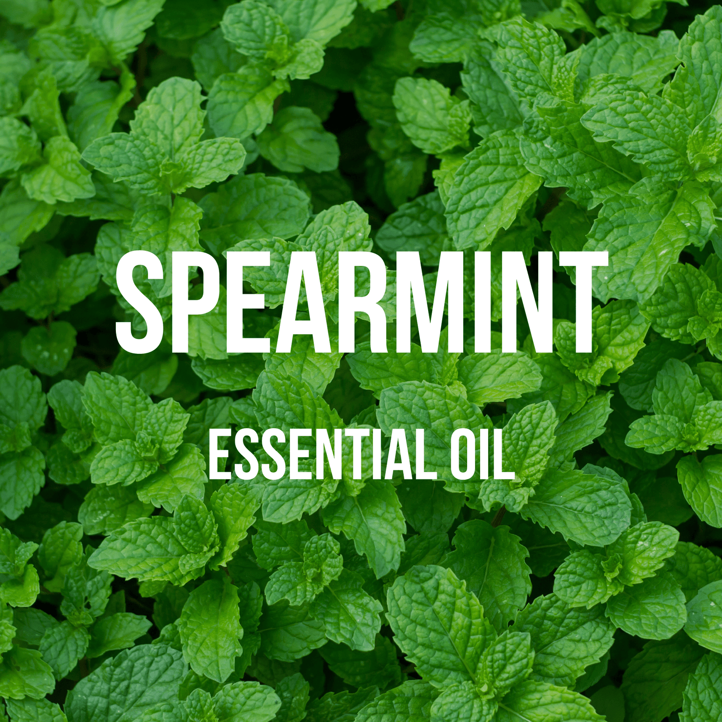 Spearmint Essential Oil - World of Aromas