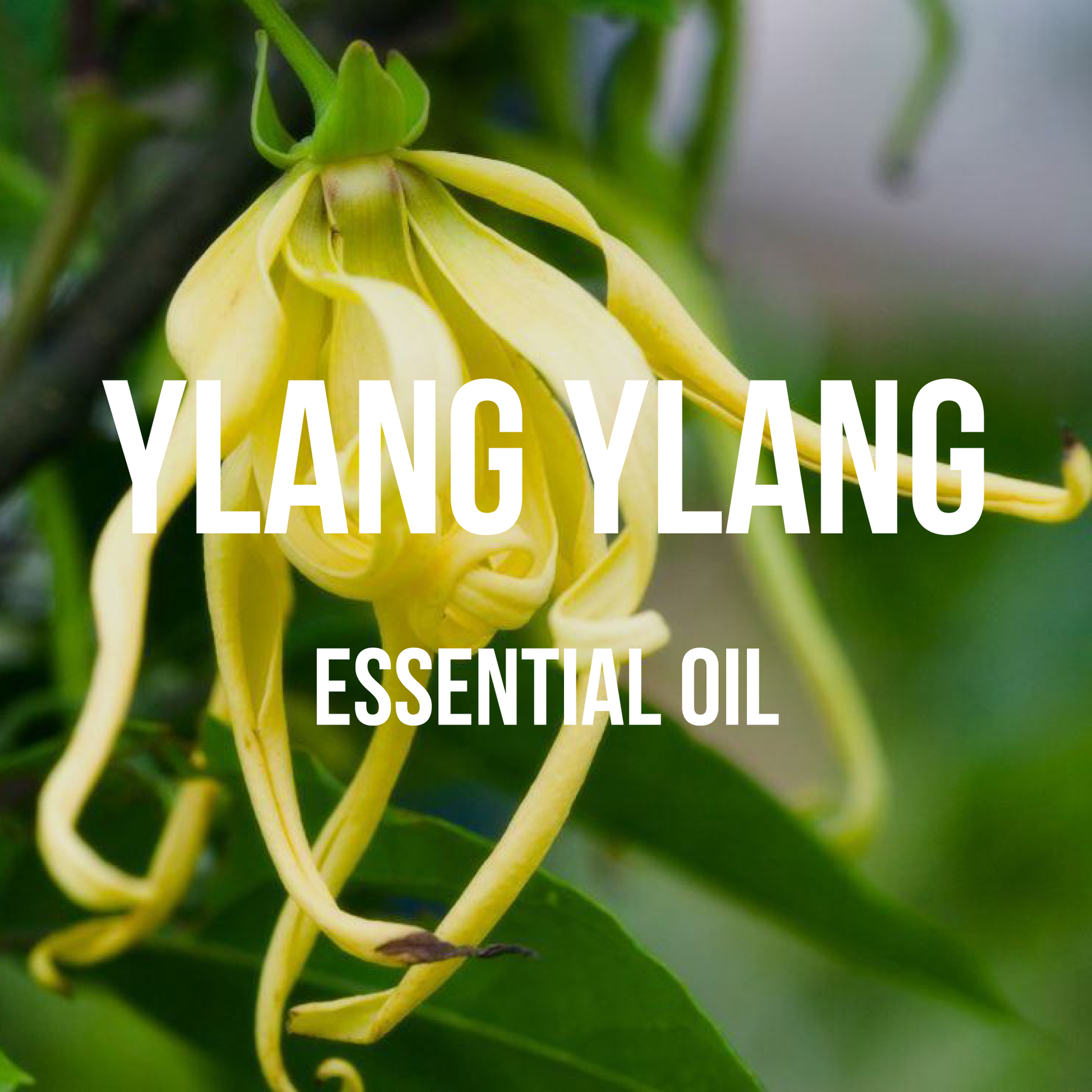 Ylang Ylang Essential Oil - World of Aromas