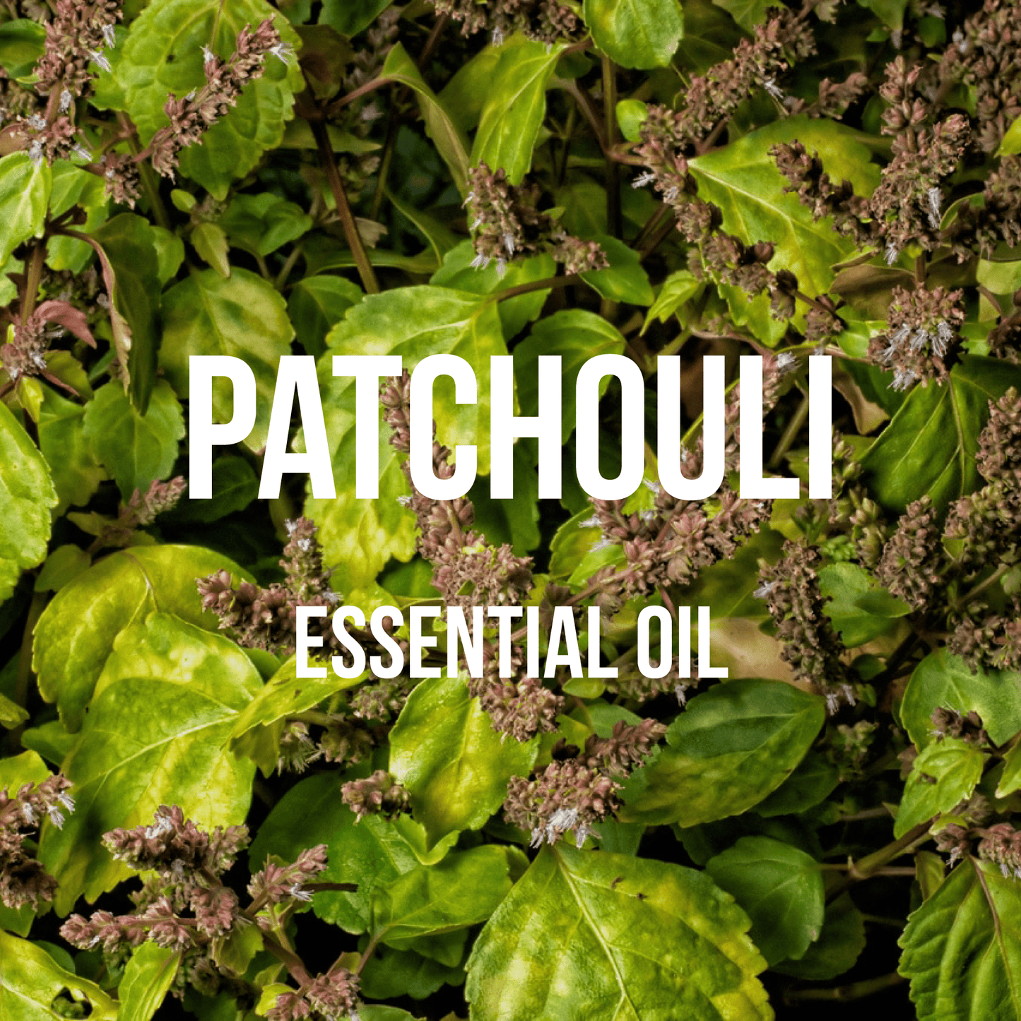 Patchouli Essential Oil - World of Aromas