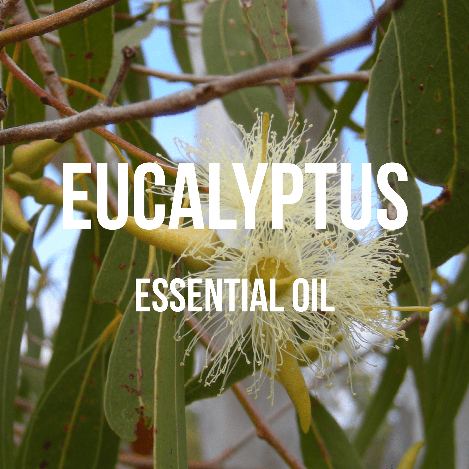 Eucalyptus Essential Oil - World of Aromas