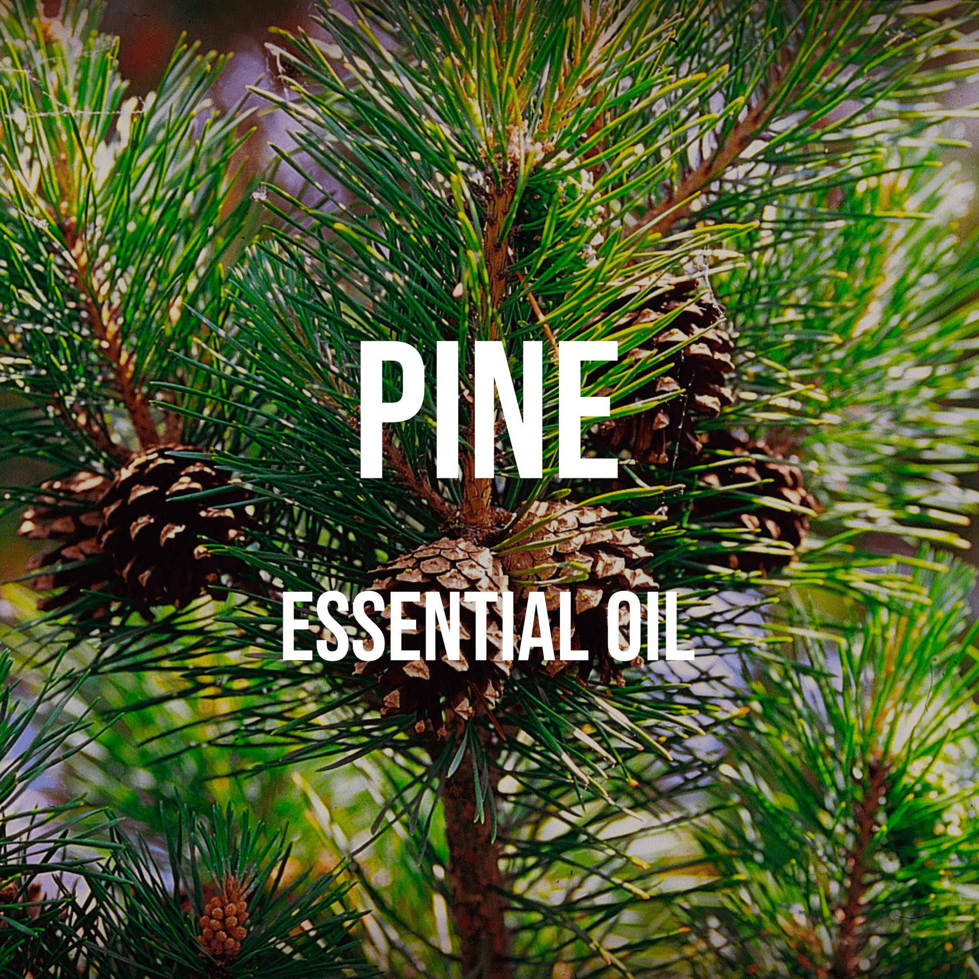 Pine Essential Oil - World of Aromas