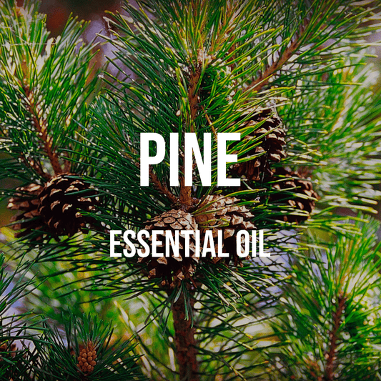 Pine Essential Oil - World of Aromas