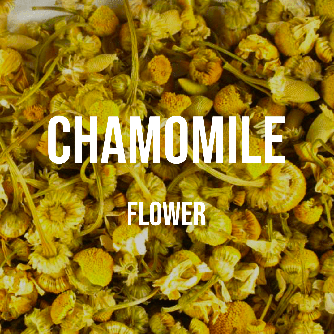 Chamomile Flower - World of Aromas