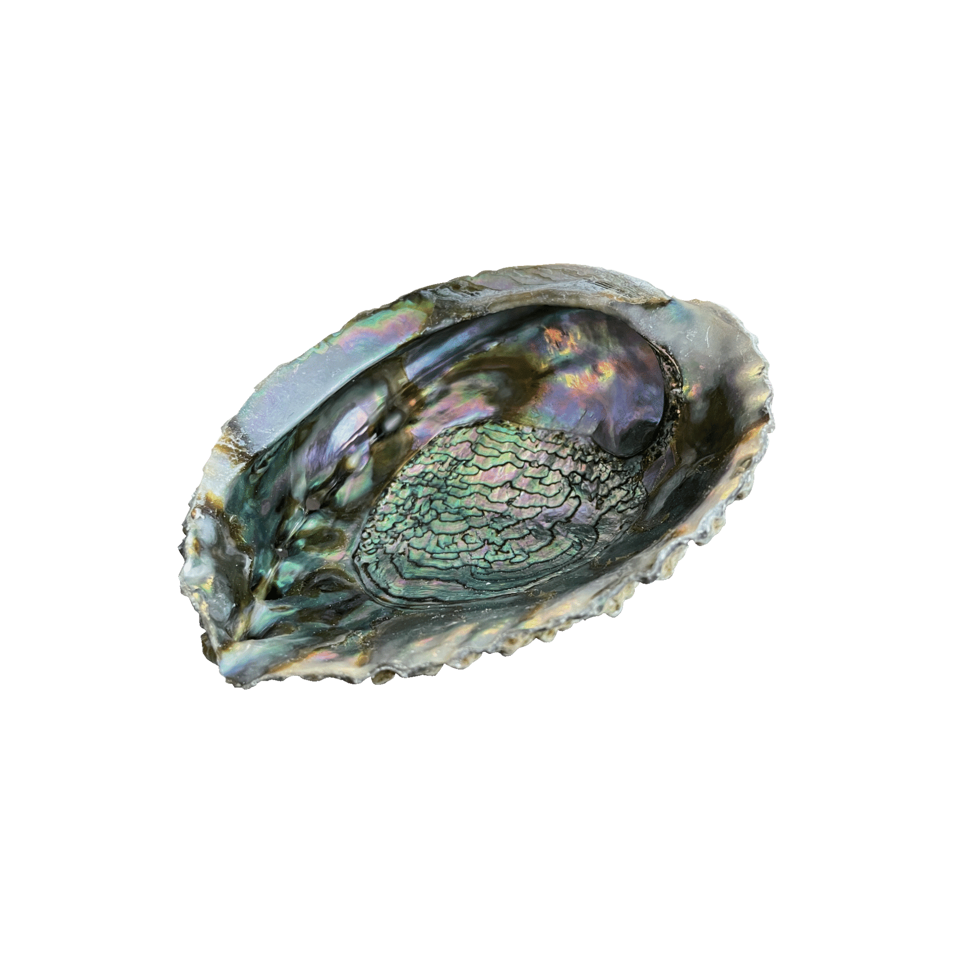 Abalone Smudging Shells - World of Aromas