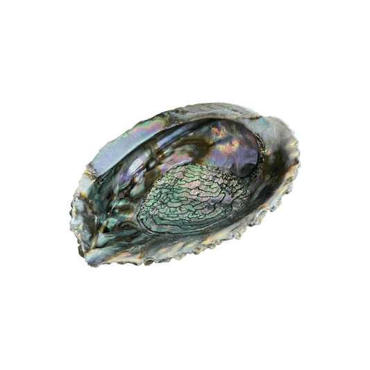 Abalone Smudging Shells - World of Aromas