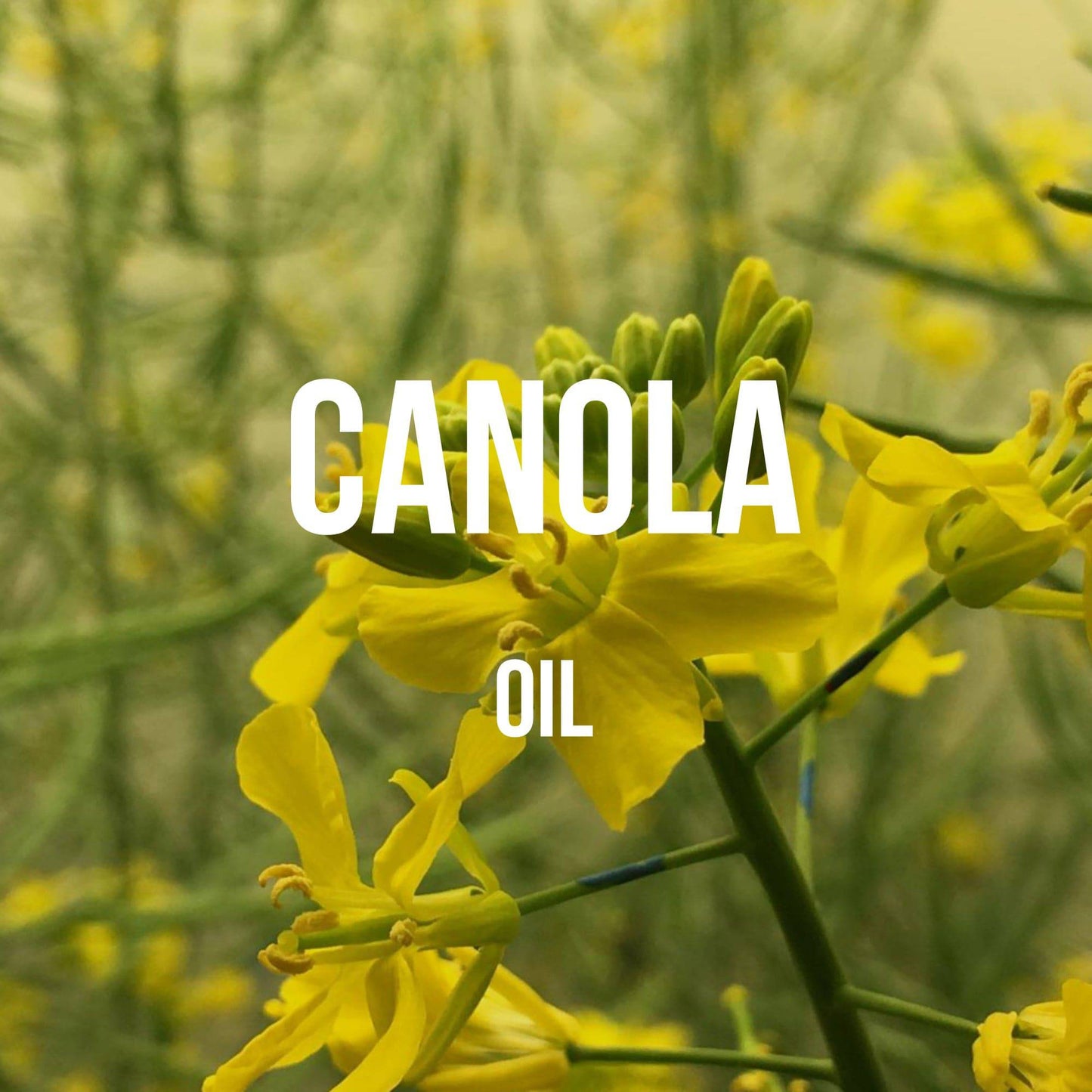 Canola Oil - World of Aromas