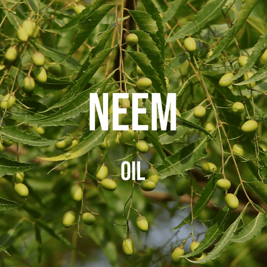 Neem Oil - World of Aromas