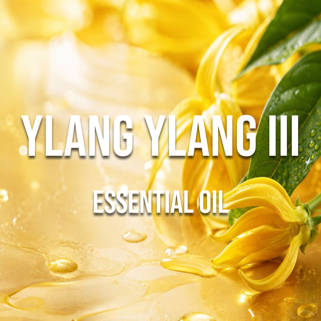 Ylang Ylang III Essential Oil - World of Aromas