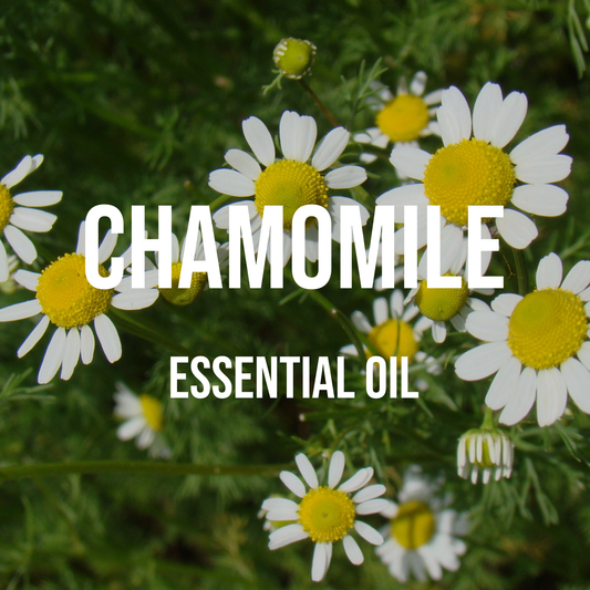 Chamomile (German) Essential Oil 5% Dilution