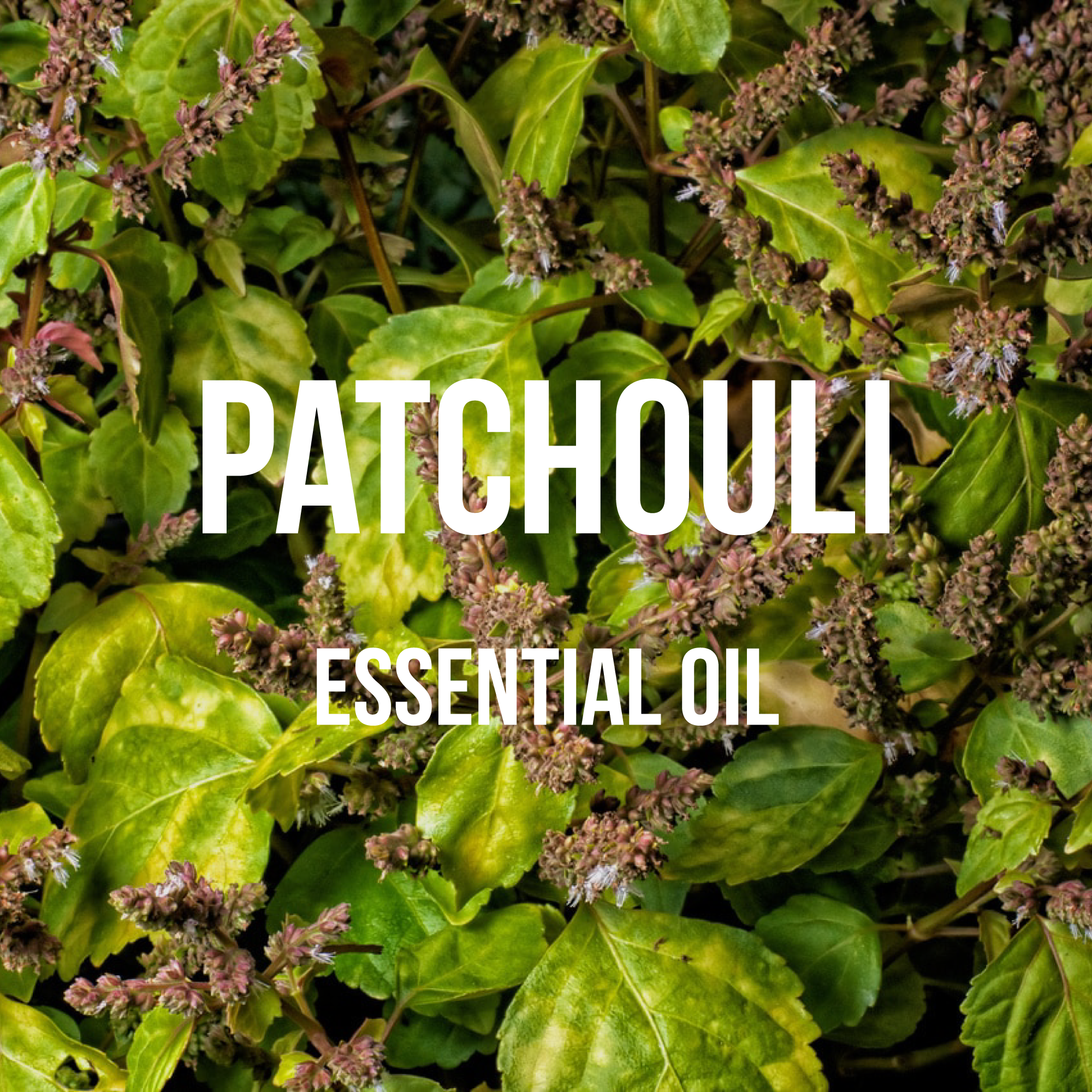 DōTERRA essential oils Patchouli Essential Oil 15 ml. - Bliz Wellness