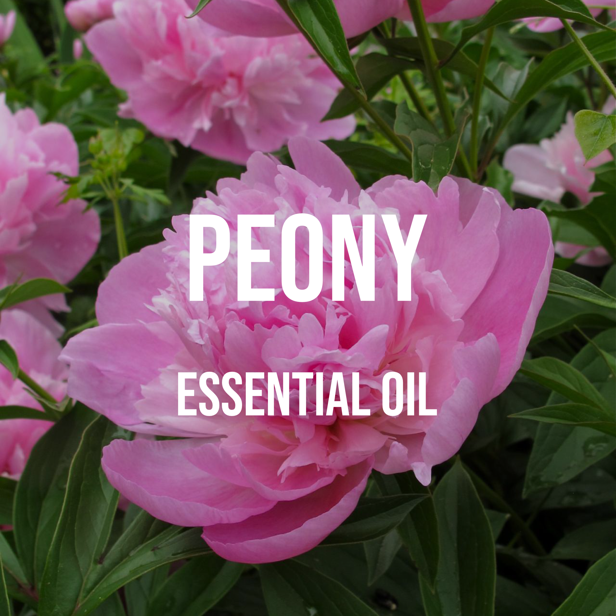A Bottle Of Peony Essential Oil With White Peony Flowers Stock Photo -  Download Image Now - iStock