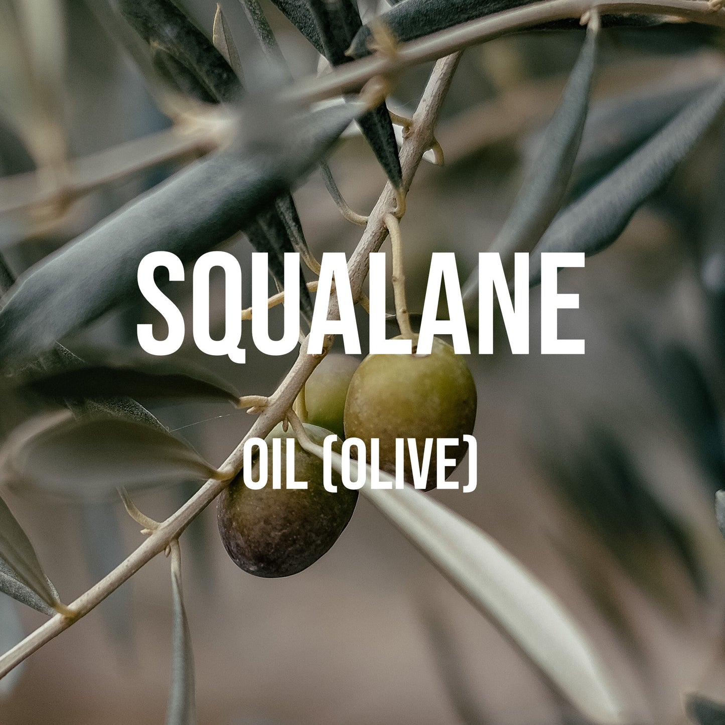 Squalane Oil (Olive)