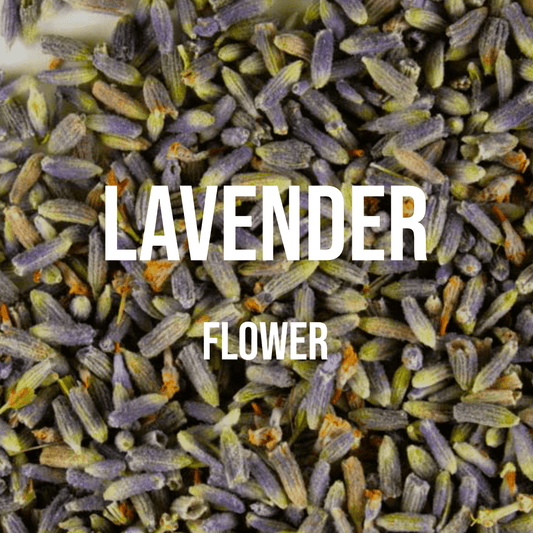 Lavender Flower