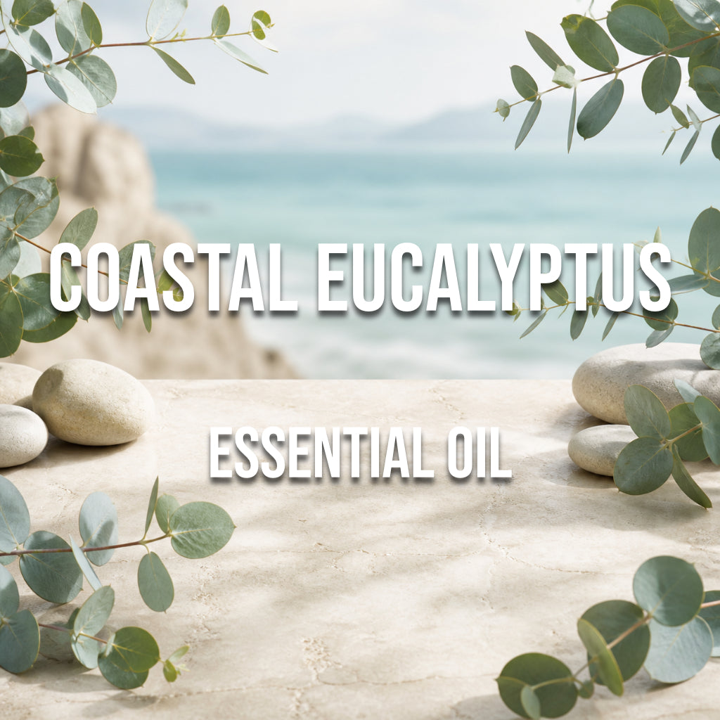 Coastal Eucalyptus Essential Oil - World of Aromas
