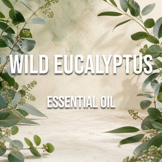 Wild Eucalyptus Essential Oil - World of Aromas