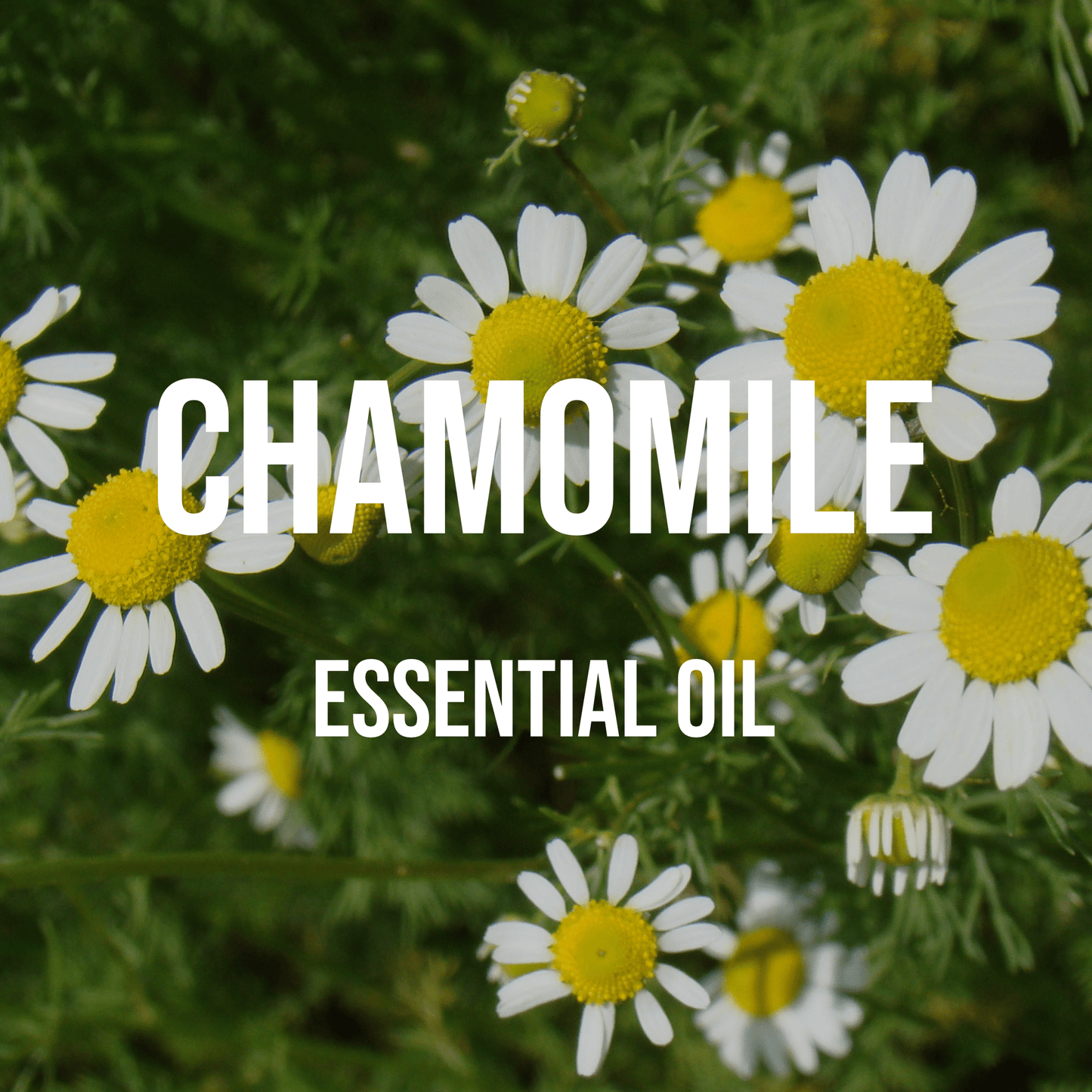 Chamomile (German) Essential Oil 5% Dilution