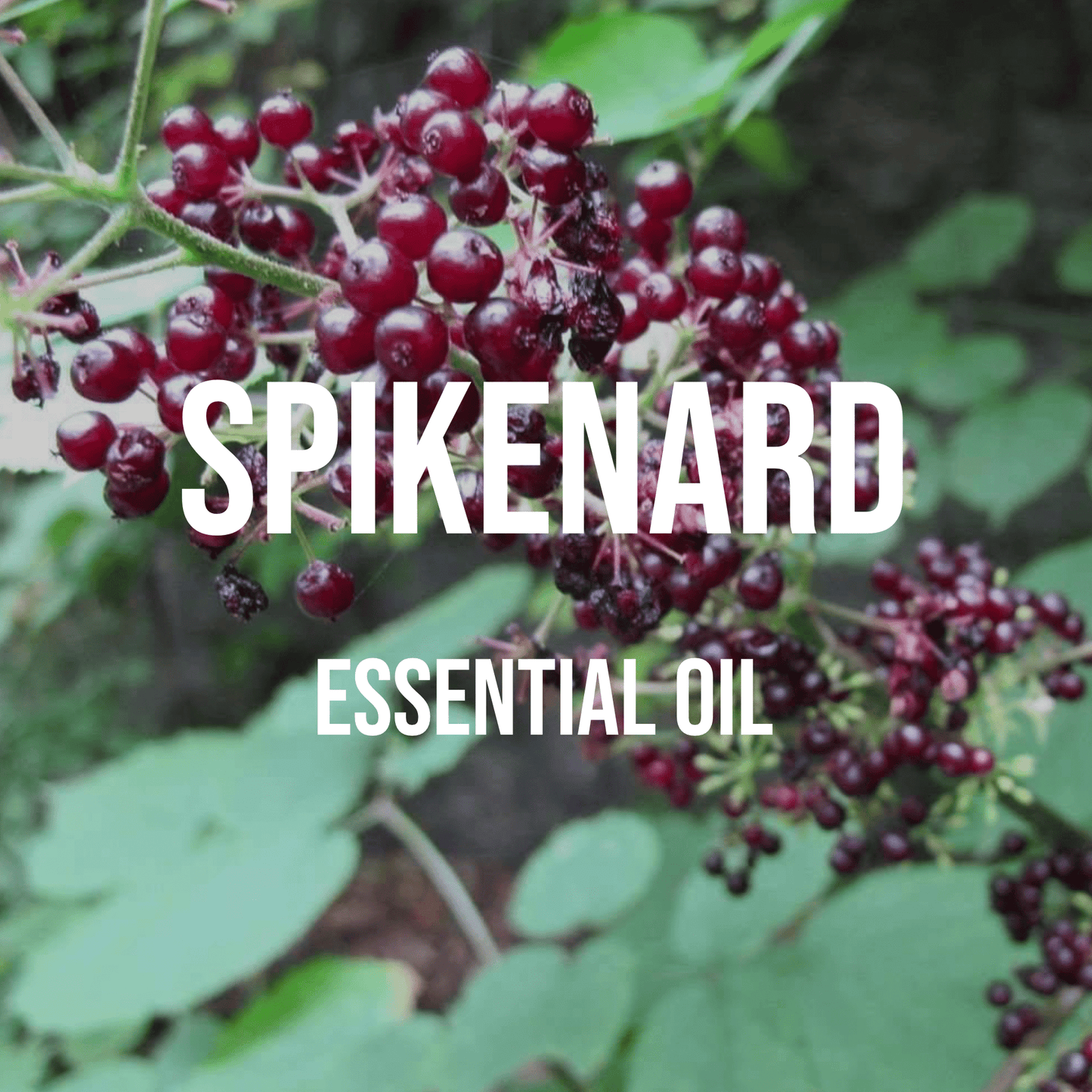 Spikenard Essential Oil 5% Dilution