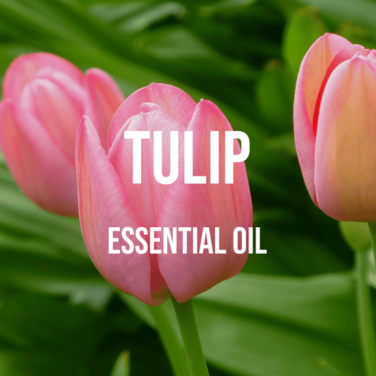 Tulip Essential Oil - World of Aromas