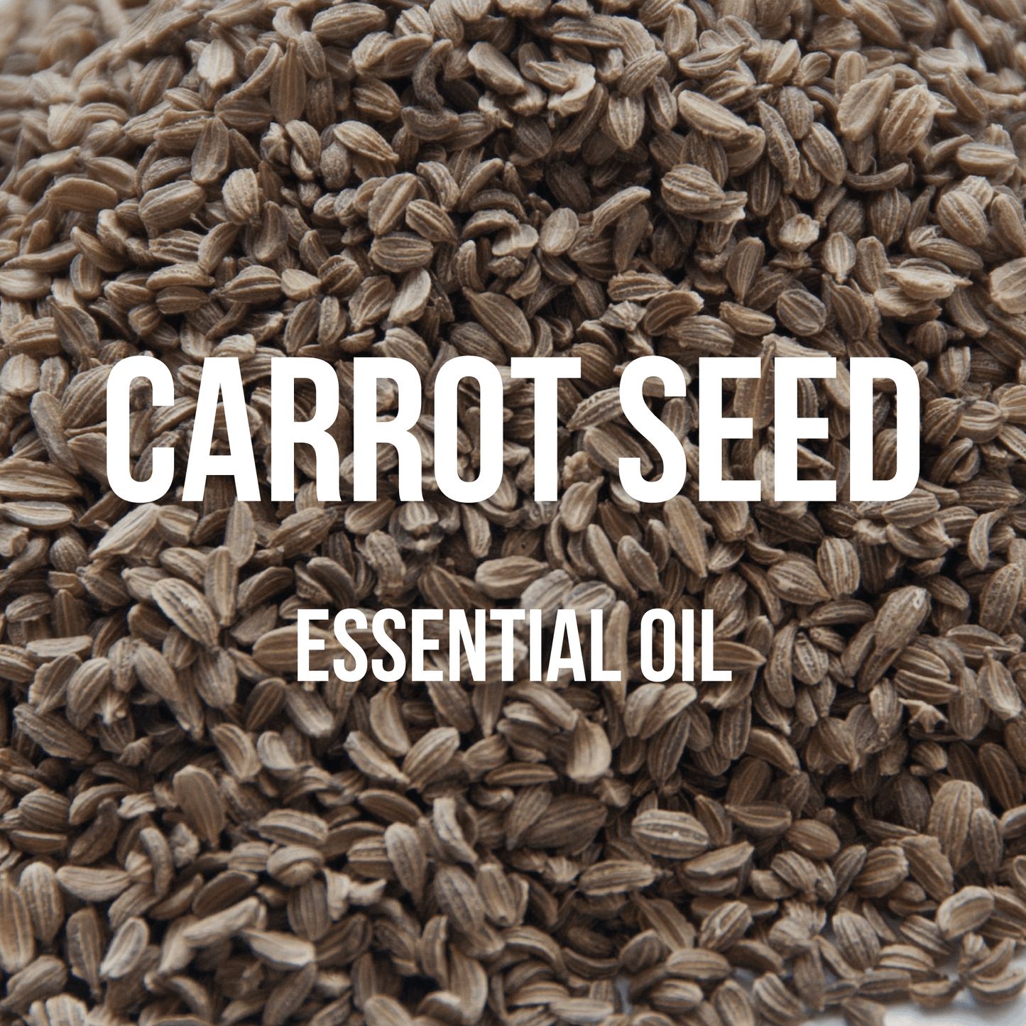 Carrot Seed Oil