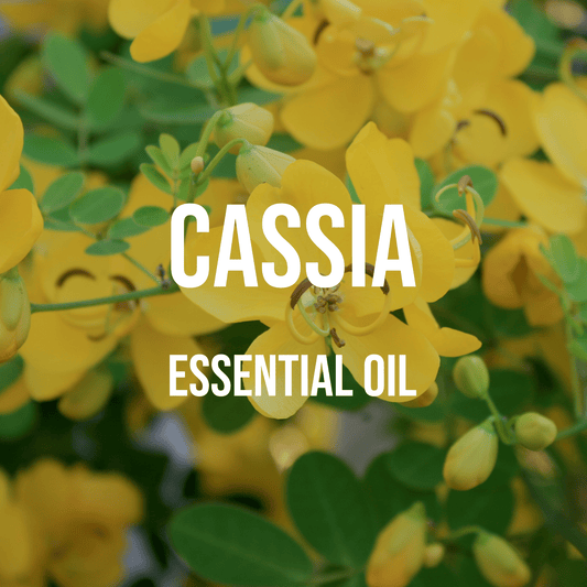 Cassia Essential Oil