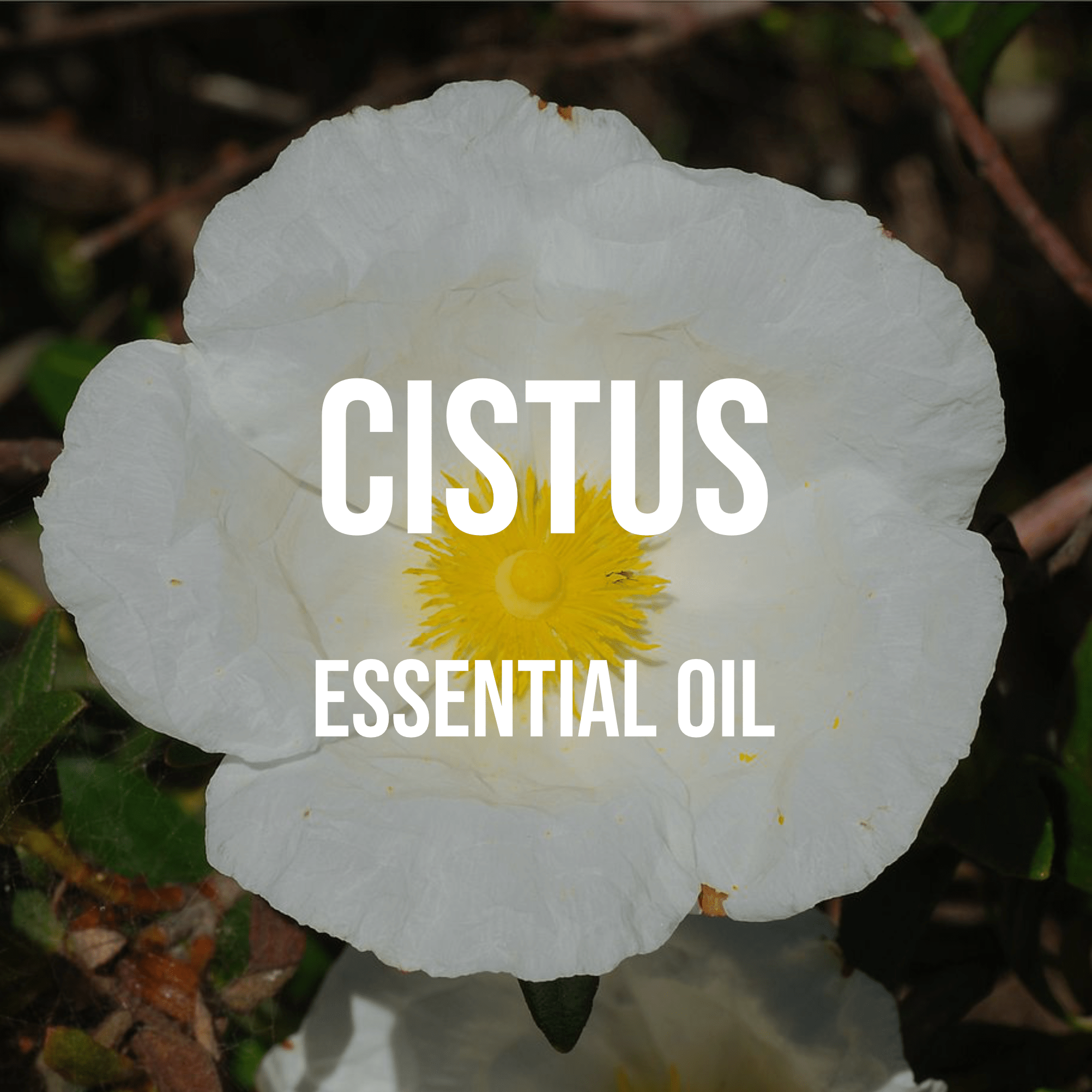 Cistus Essential Oil | World of Aromas