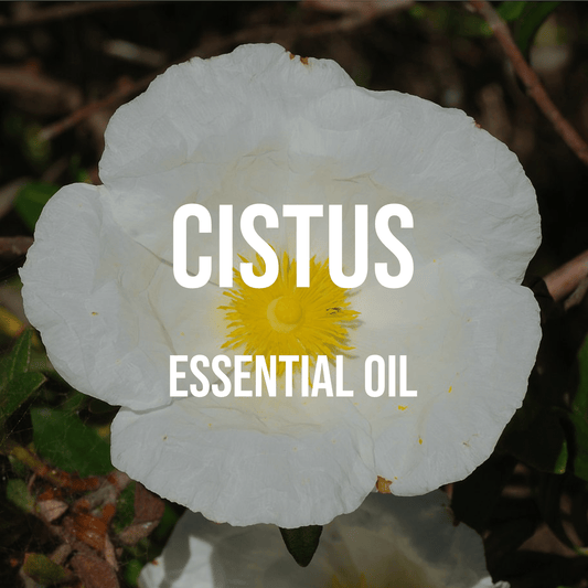 Cistus Essential Oil