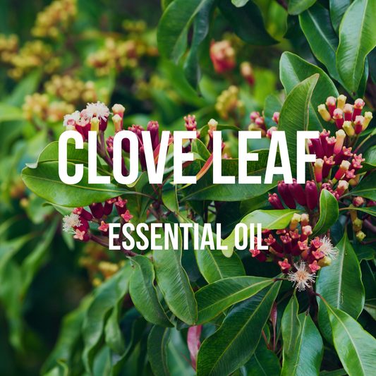 Clove Leaf Essential Oil