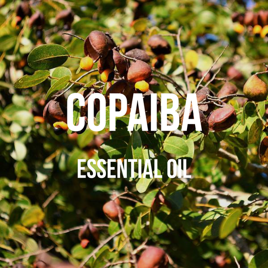 Copaiba Balsam Essential Oil