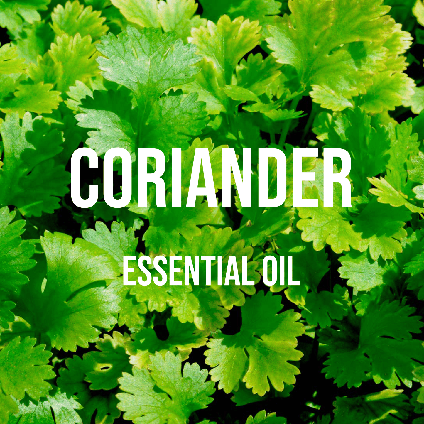 Coriander Essential Oil