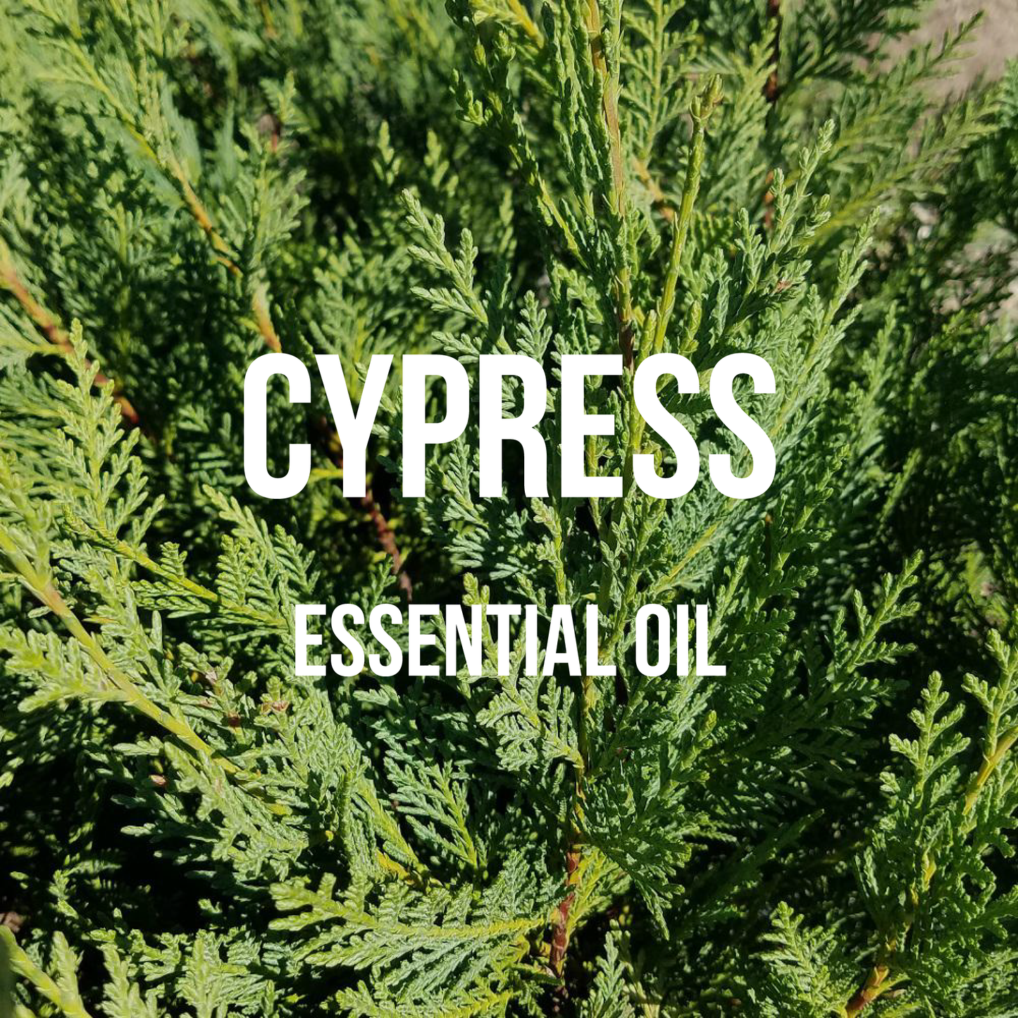 Cypress Essential Oil