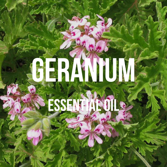 Geranium (Egyptian) Essential Oil - World of Aromas