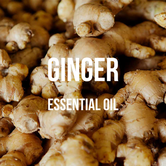 Ginger Essential Oil - World of Aromas