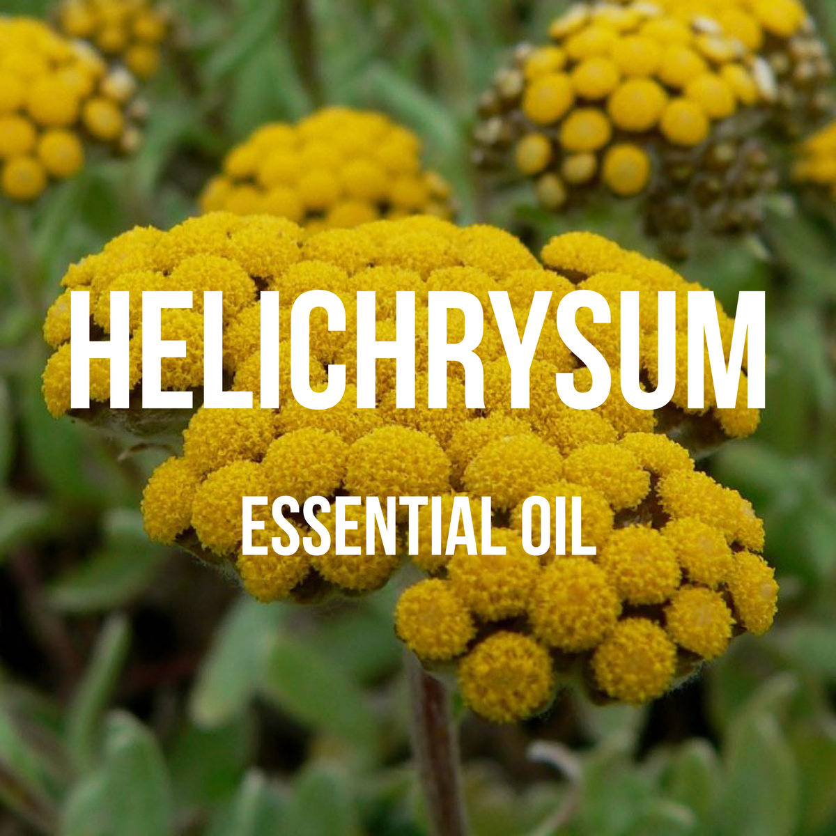 Huile Essentielle D'Hélichryse Pure 500 Ml - Helichrysum Gymnocephalum - Neuf