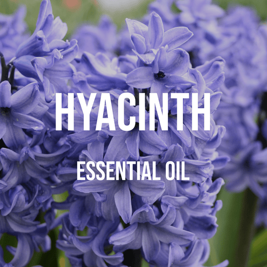 Hyacinth Essential Oil - World of Aromas