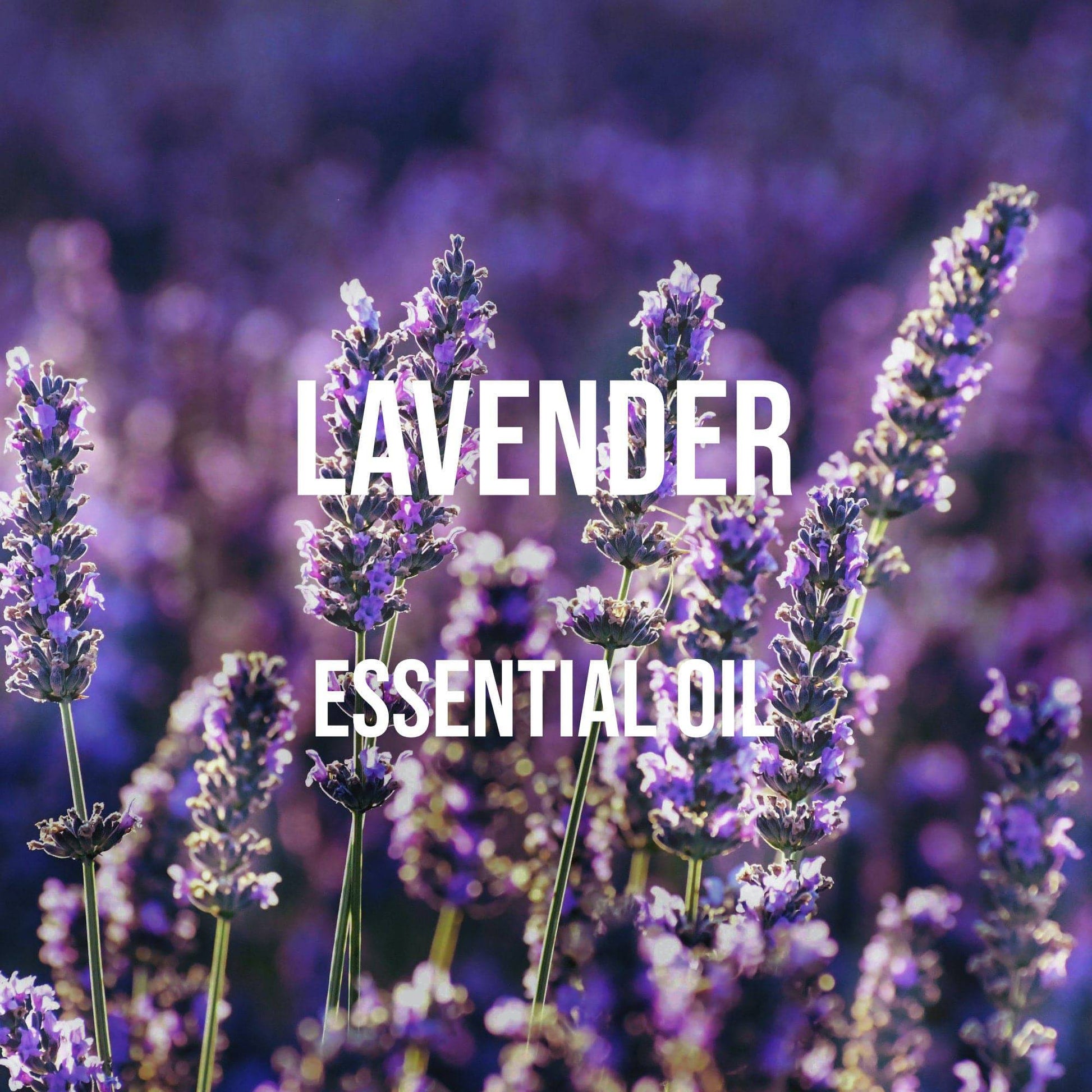 Lavender (French) Essential Oil - World of Aromas