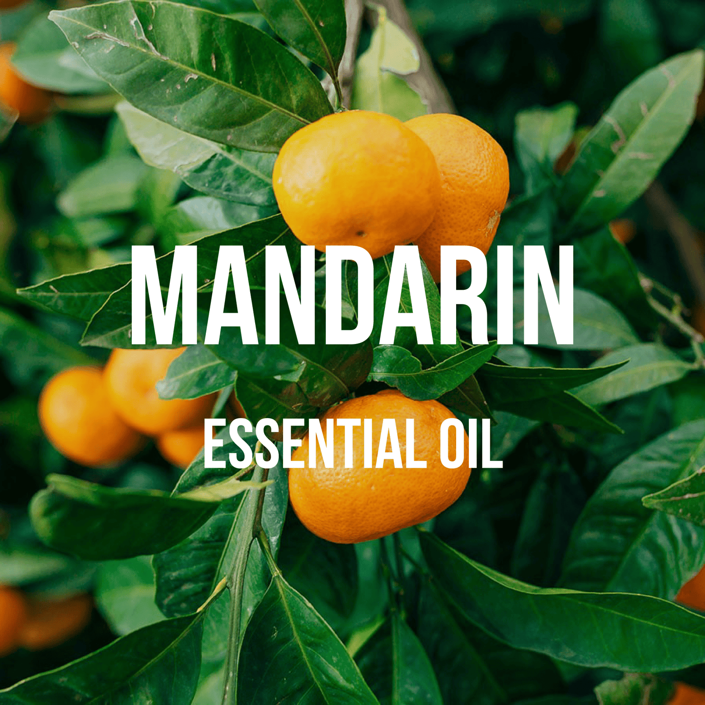 Mandarin Essential Oil