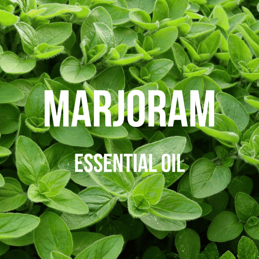 Marjoram Essential Oil