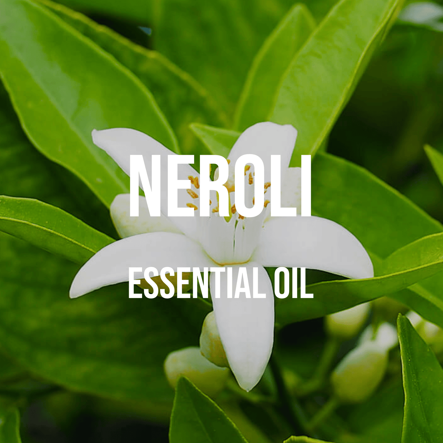 Neroli Essential Oil